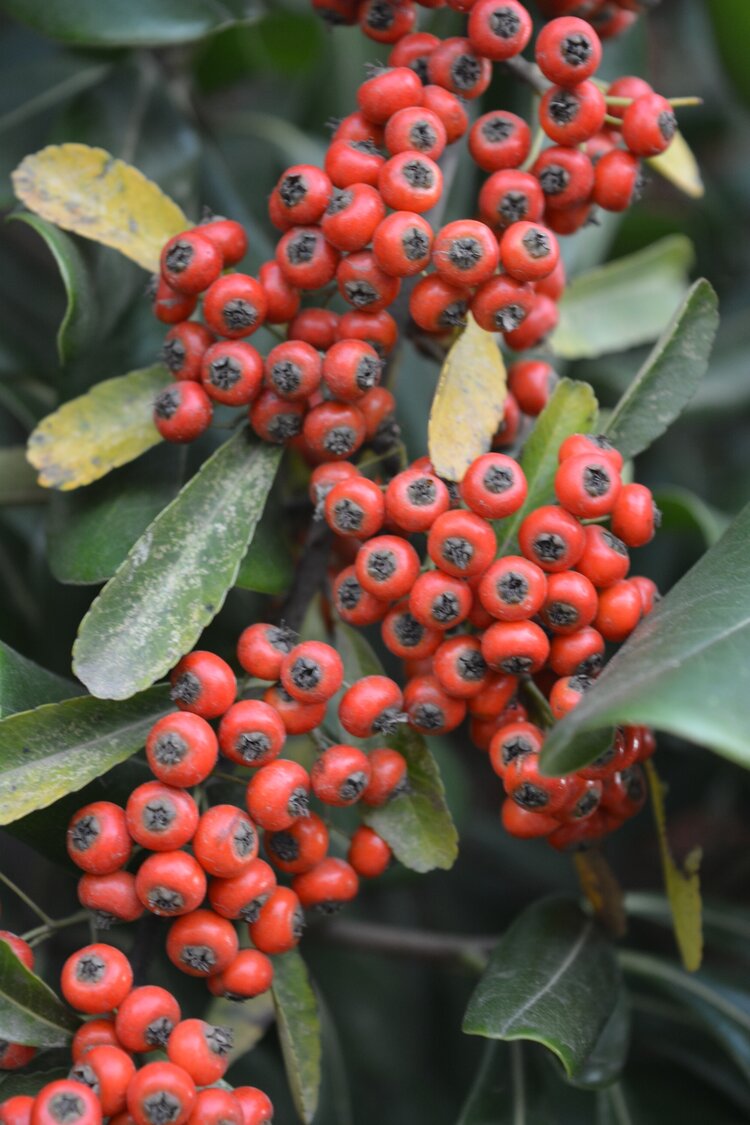 寻色秋天的小果子一