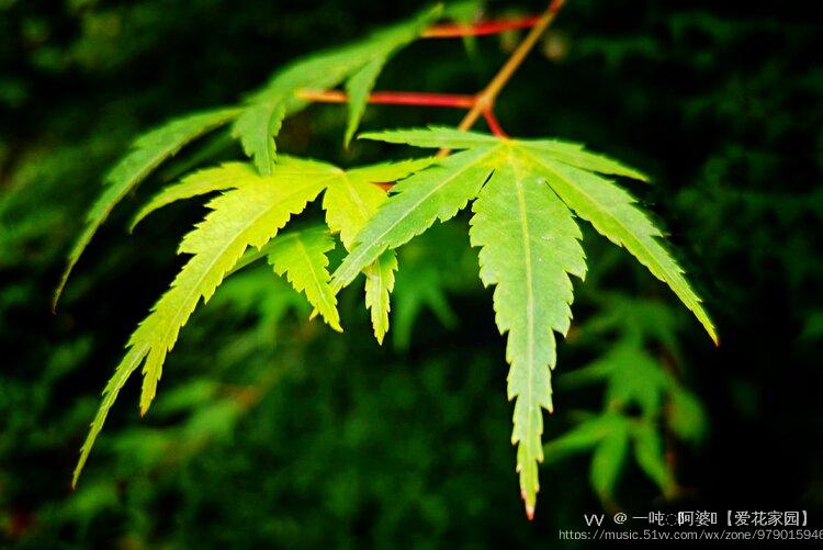 鸡爪槭原创首发