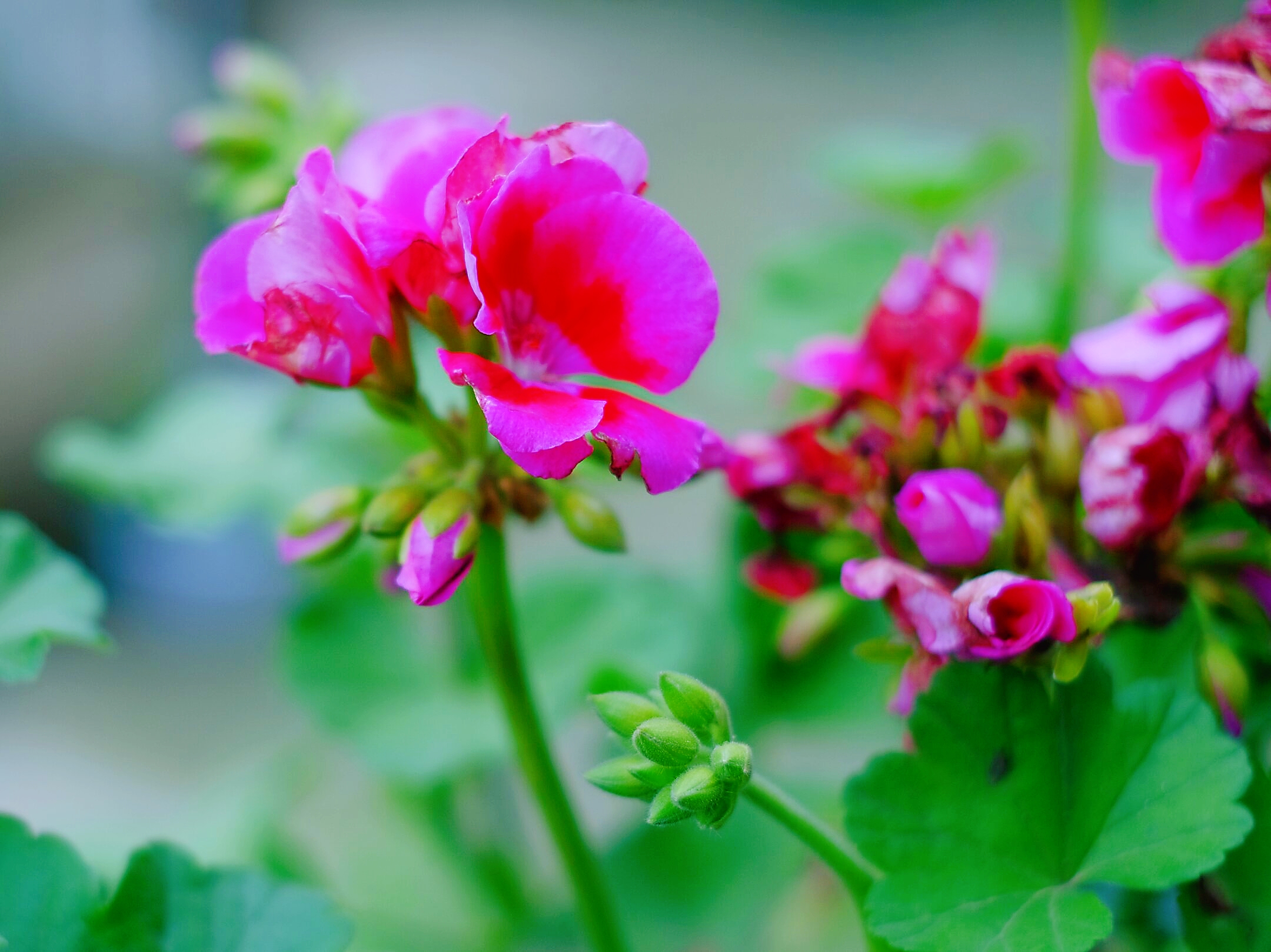 色彩斑斓*天竺葵