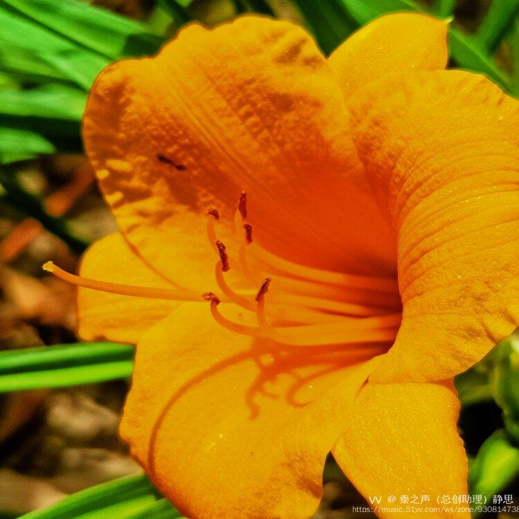 黄色萓草俗称忘忧草