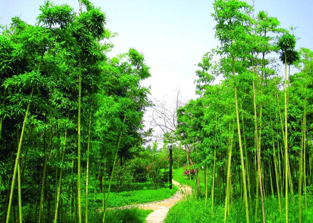 [首发]高风亮节虚心竹