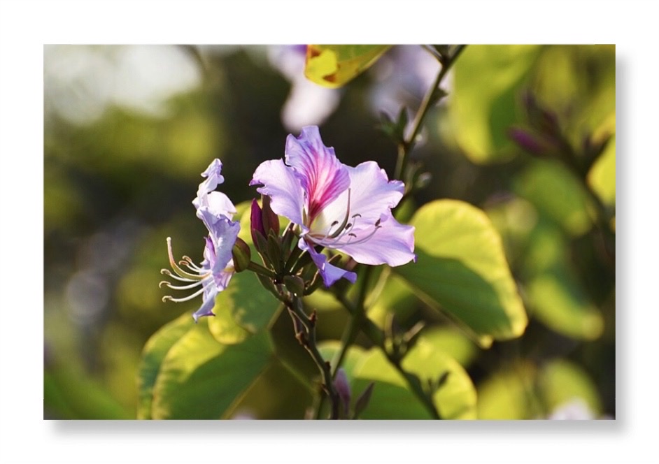 首发〕花系列(一).宫粉羊蹄甲