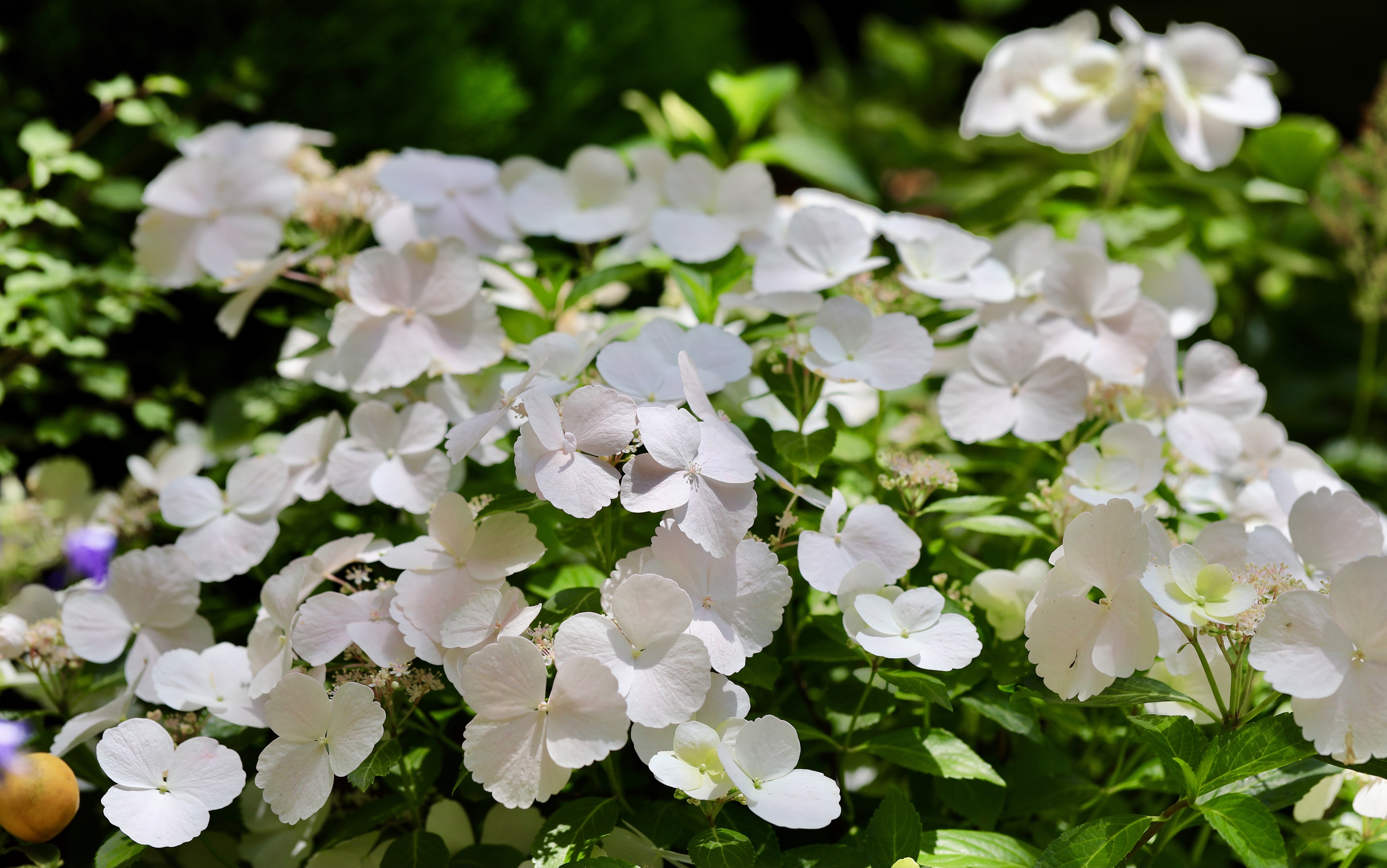 [首發]瓊花(二)