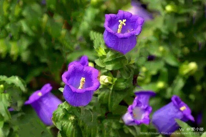 風鈴花原創首發