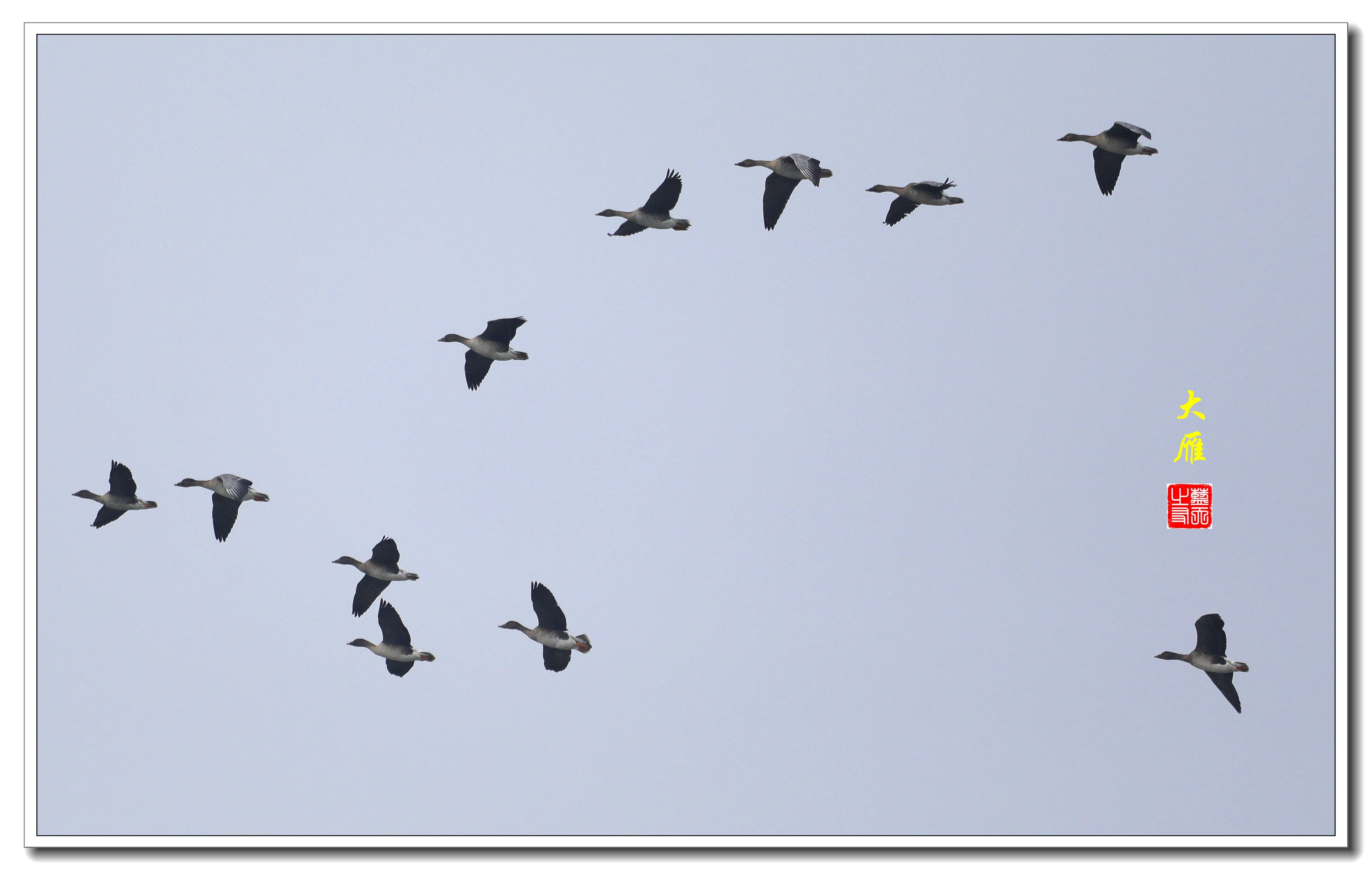 【首发】飞翔的大雁
