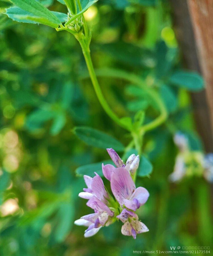 小苜蓿首发