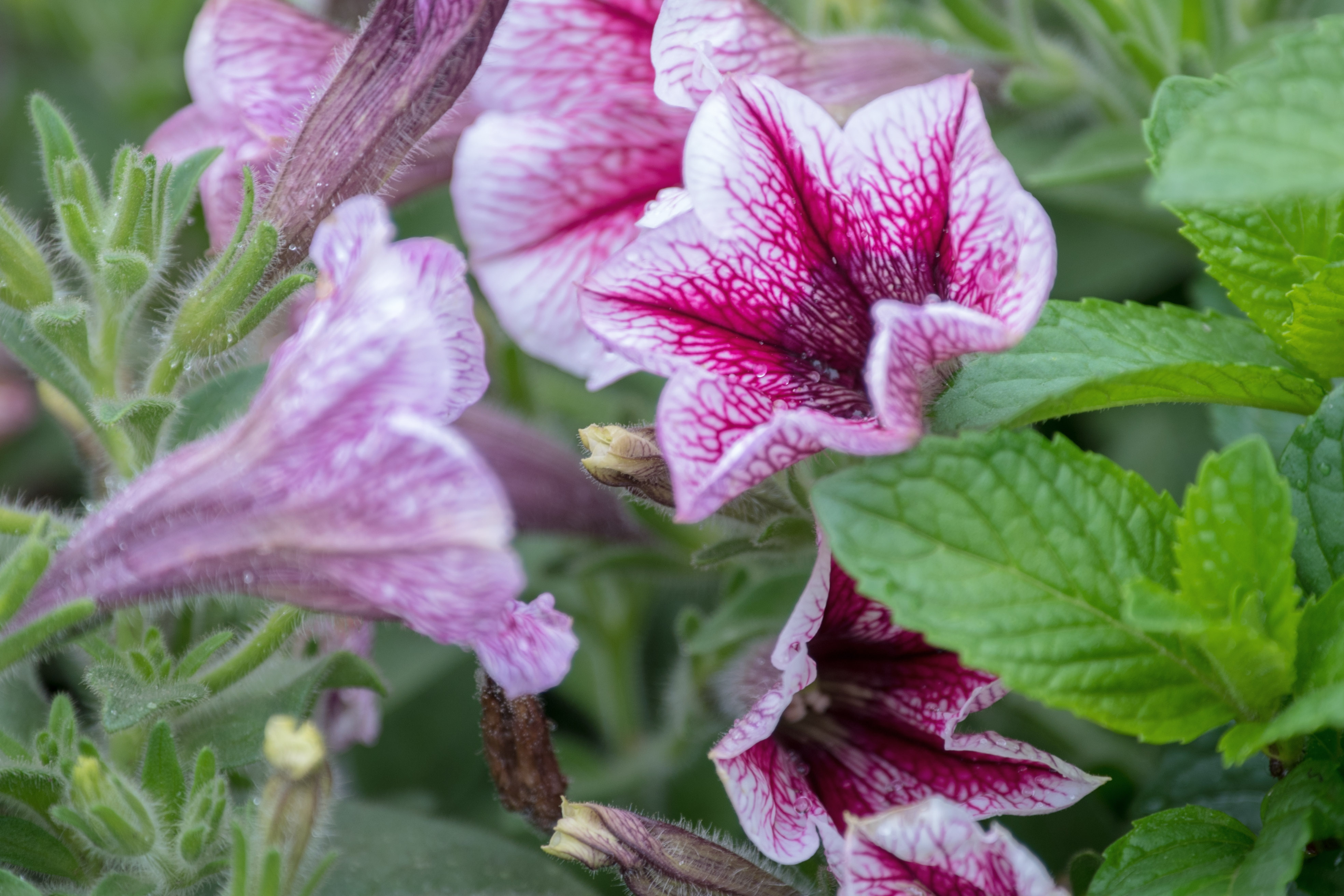矮牵牛花语安全感与你同心 粉色牵牛花的花语纤纤柔情 牵牛花的形态