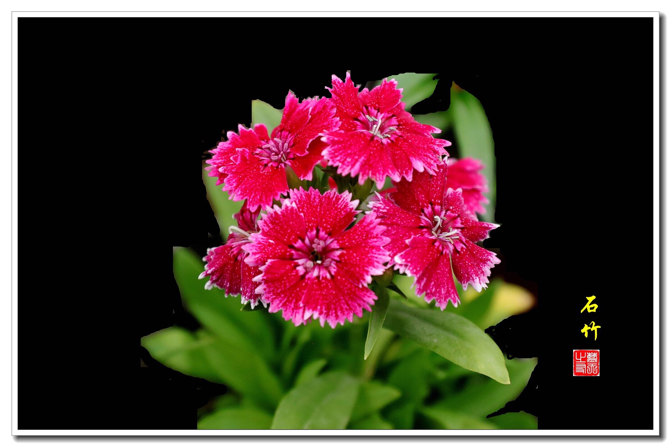 马鞍山森林公园的花坛里,五彩缤纷的石竹花绽放在绿叶