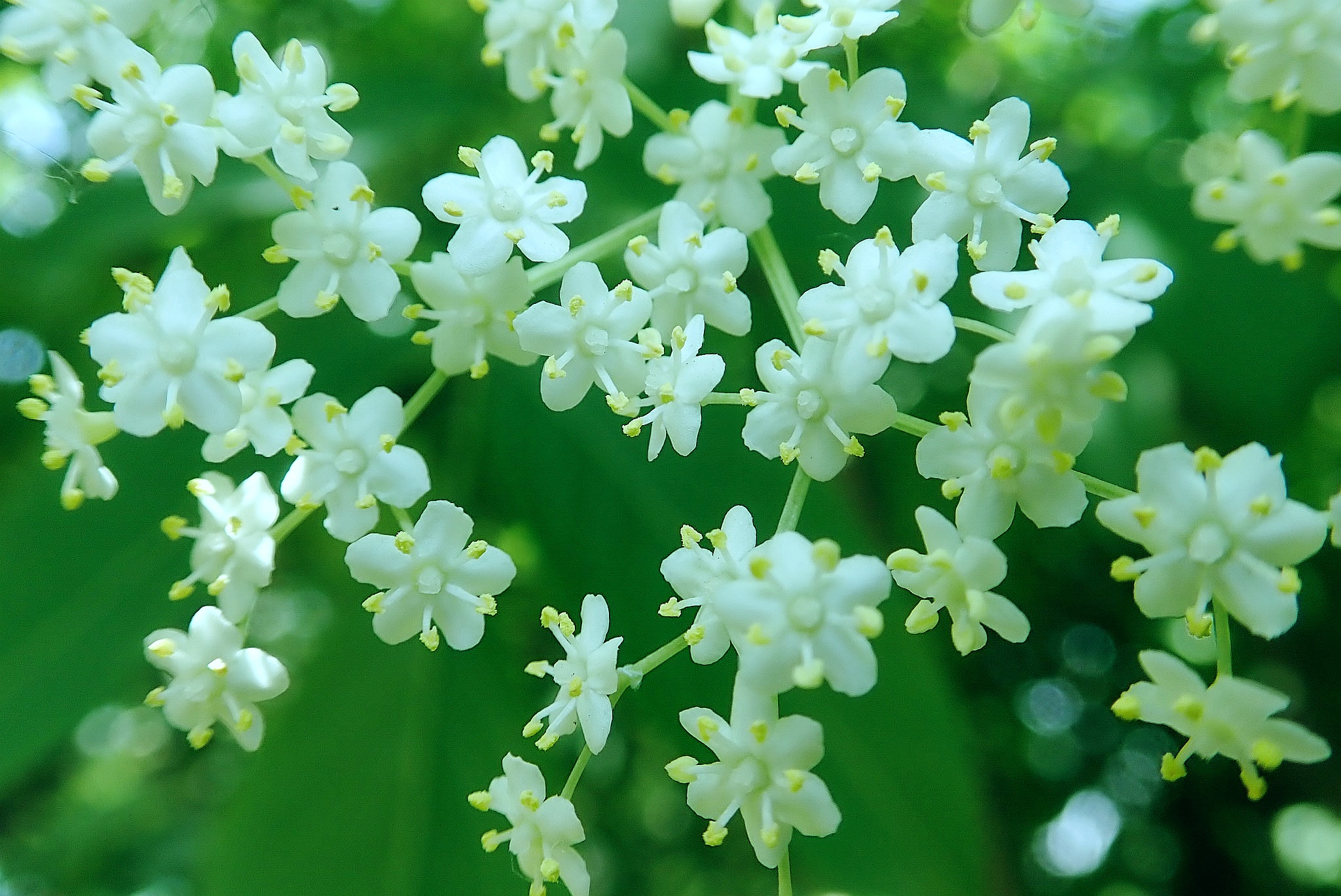 【首发】西洋接骨木