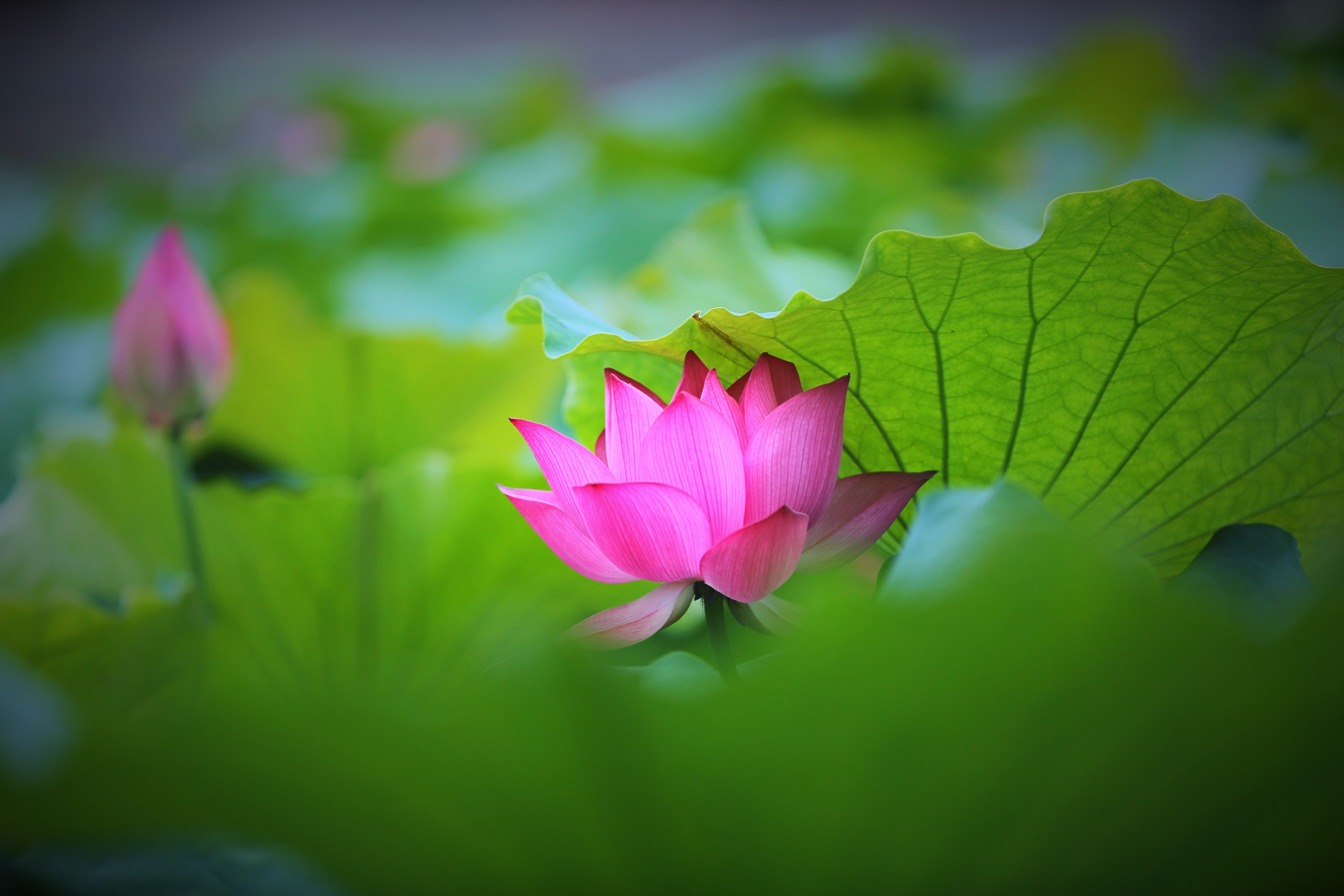 《梦醉荷塘》2021年6月27日摄于浙江师范大学校园