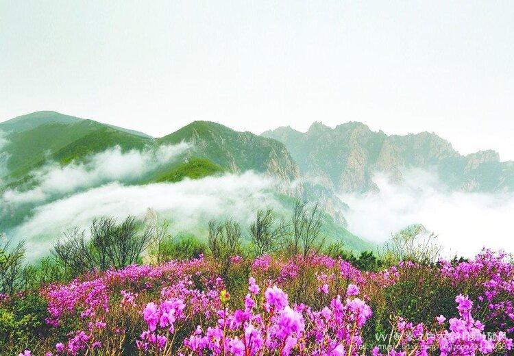 百花齐放背景图