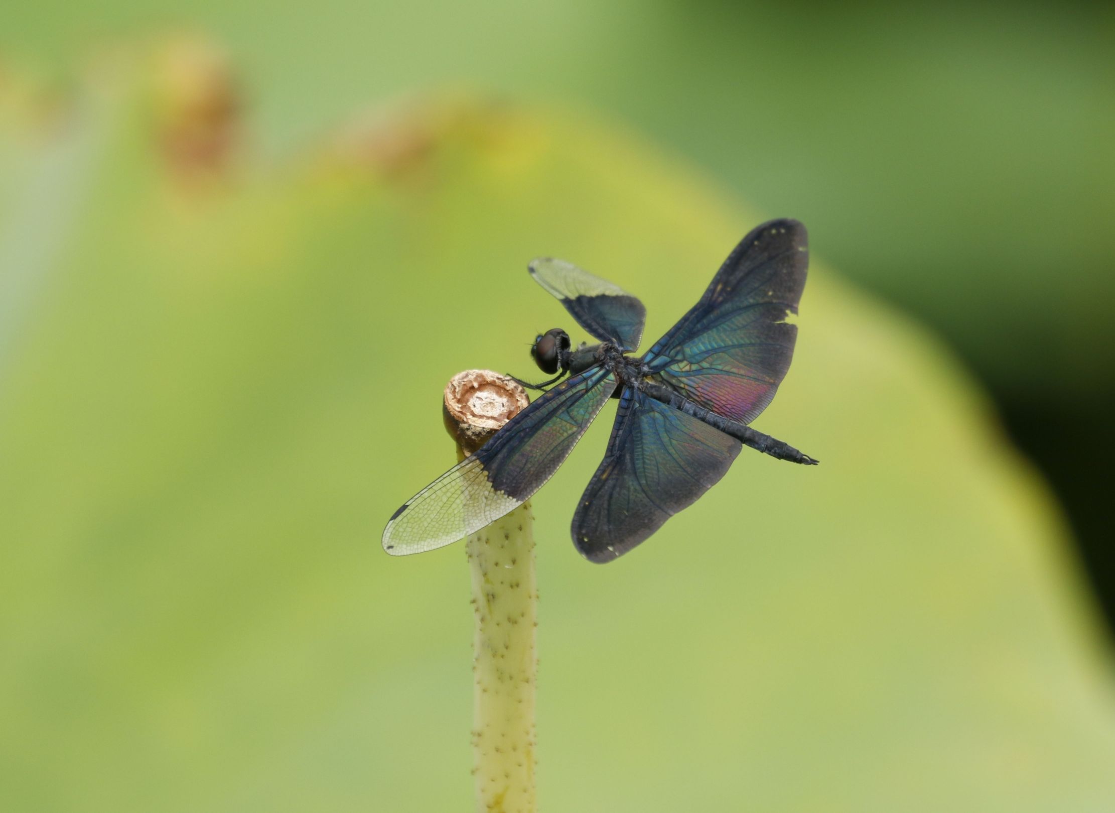 黑丽翅蜻,属蜻科,是一类很原始的昆虫.
