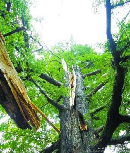 名师讲堂作品半棵树