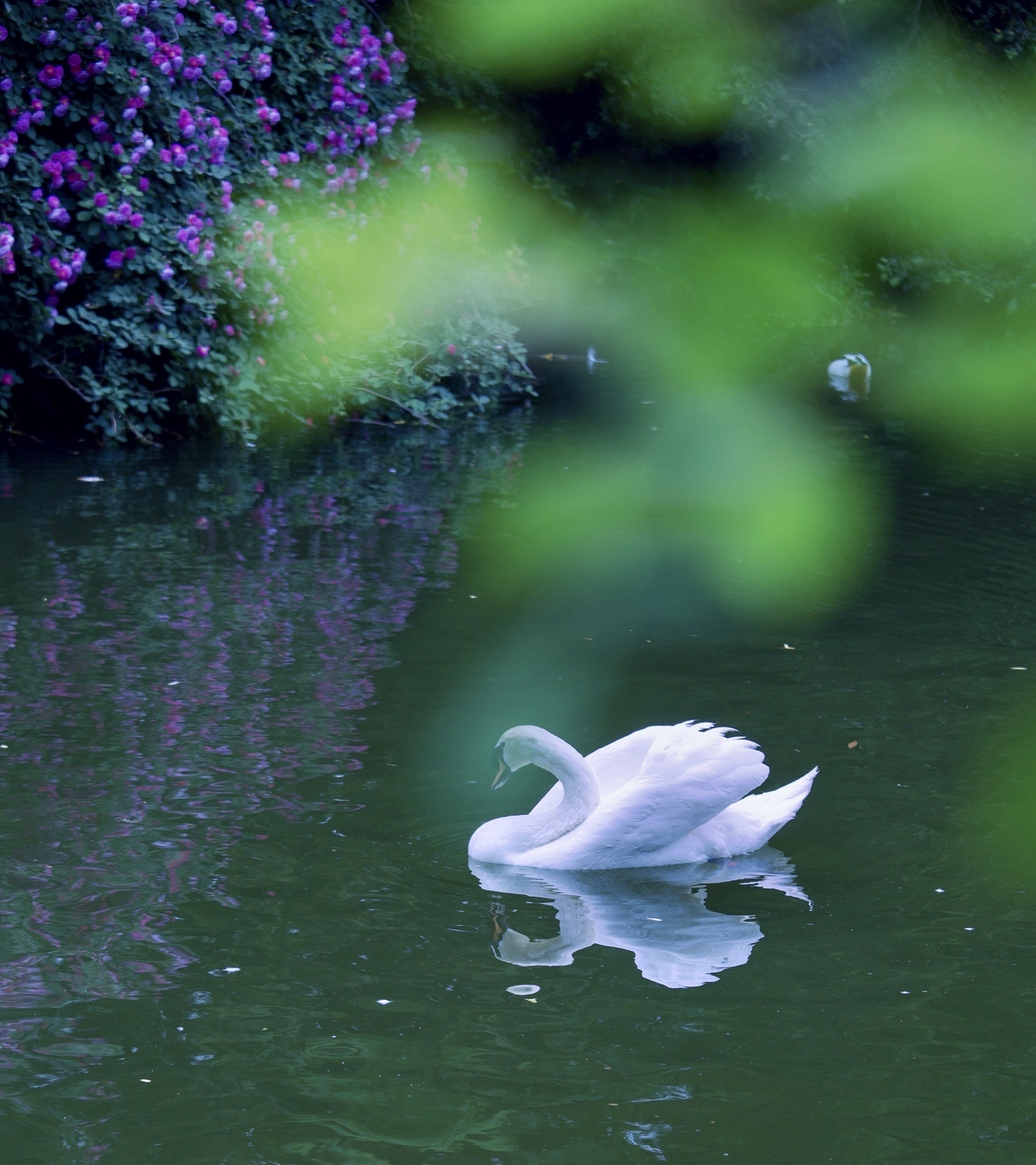 【首发】白天鹅(三)