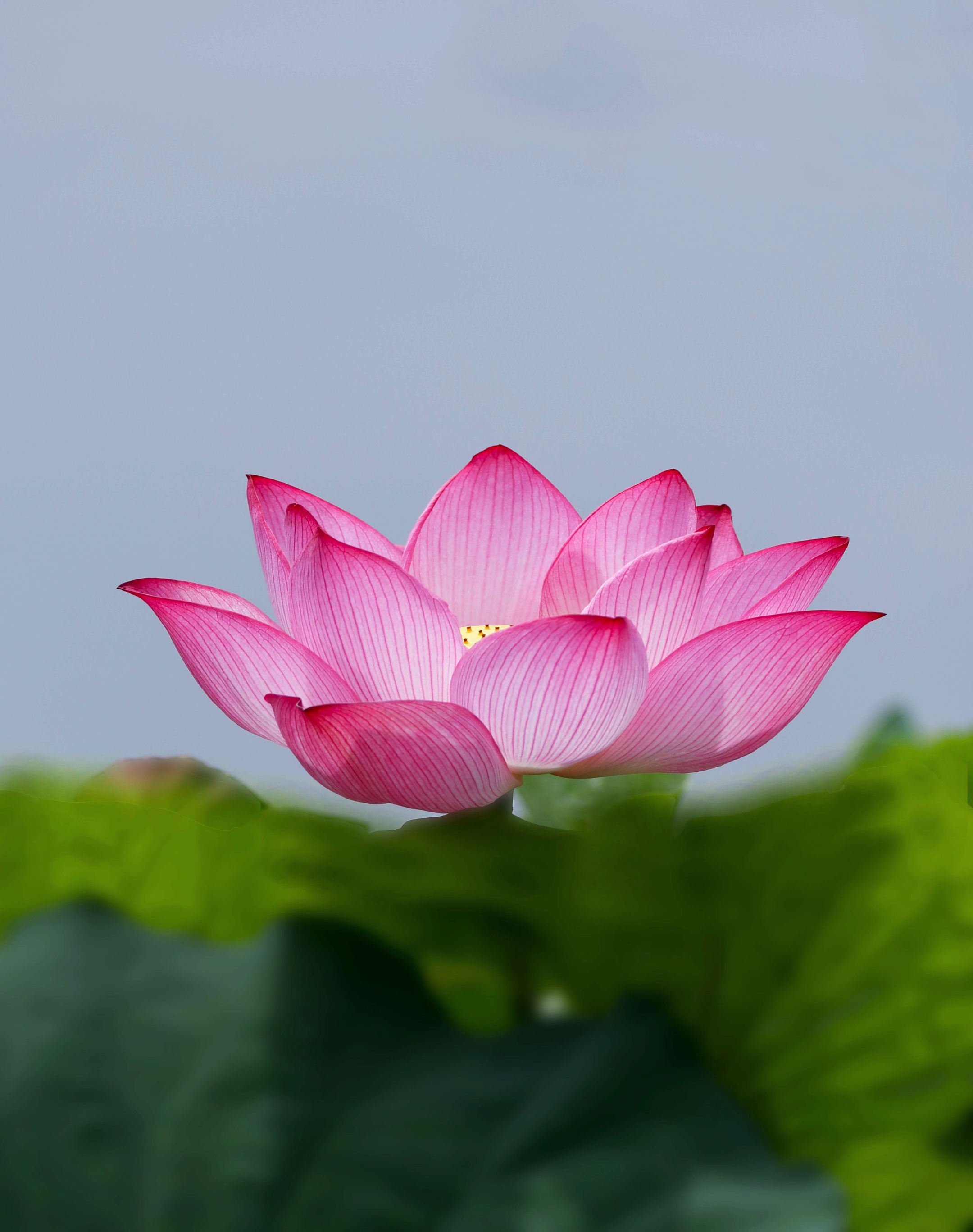 【首发】荷花图【一】