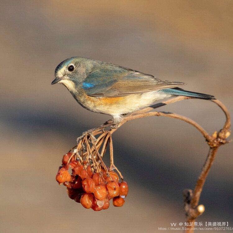 雄鳥上體藍色,眉紋白;亞成鳥及雌鳥