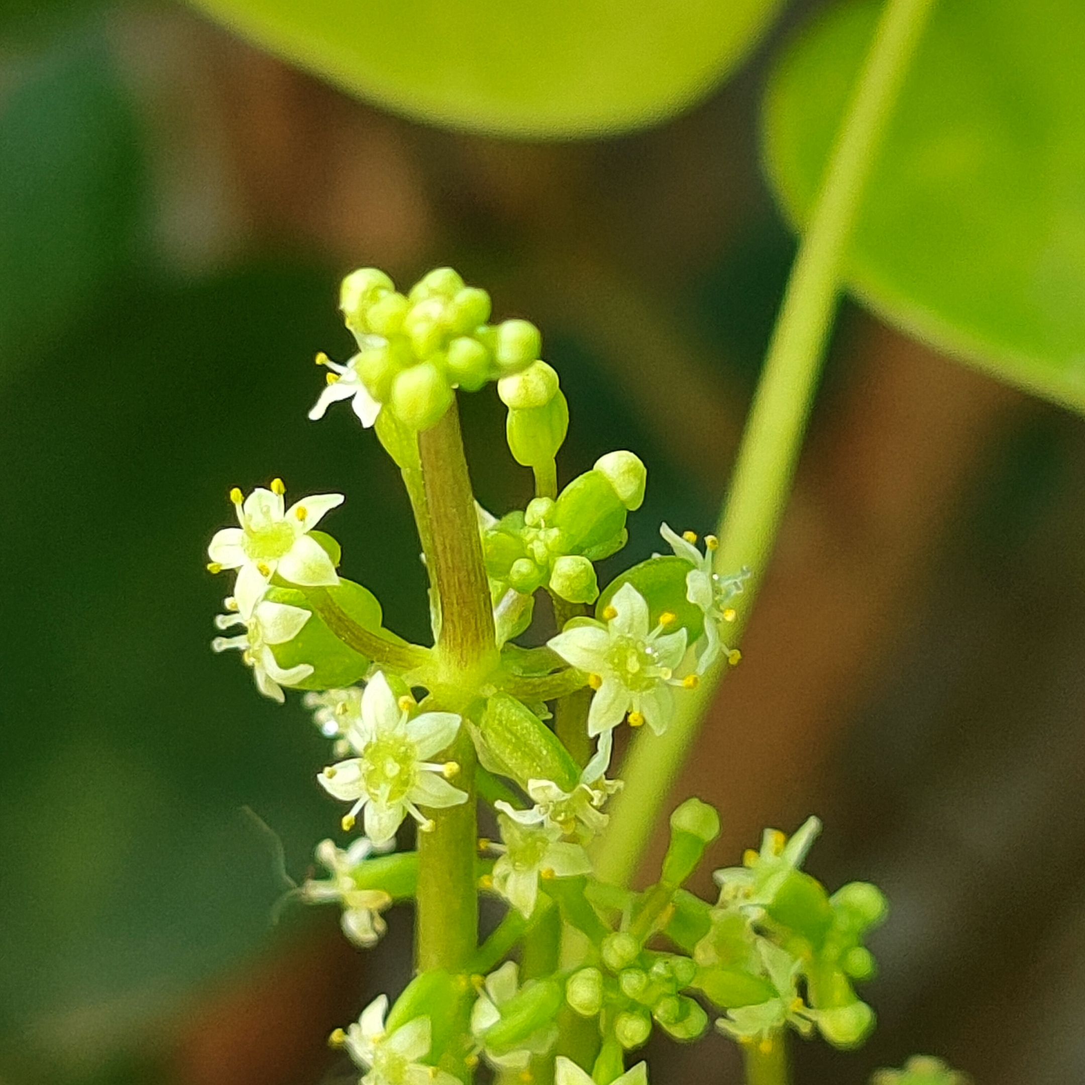 香菇草花【原创首发】
