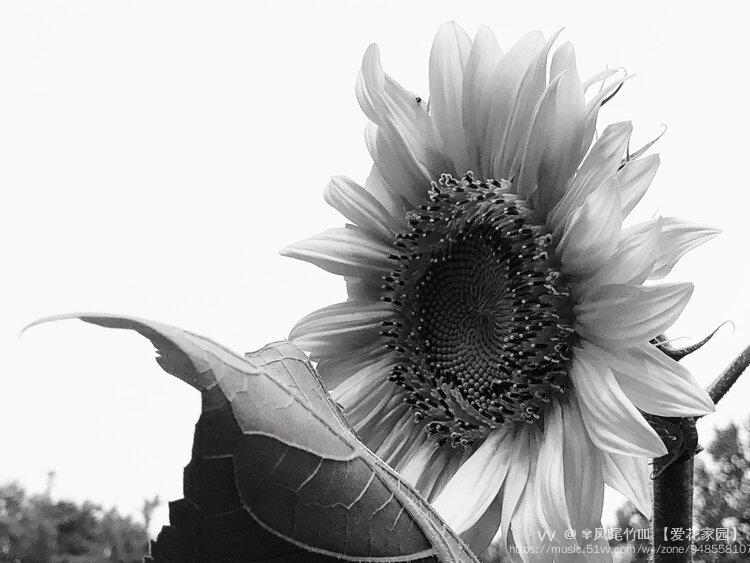 黑白系向日葵