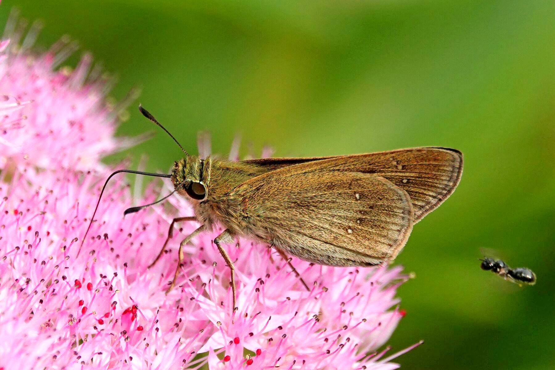 【首发】稻苞虫