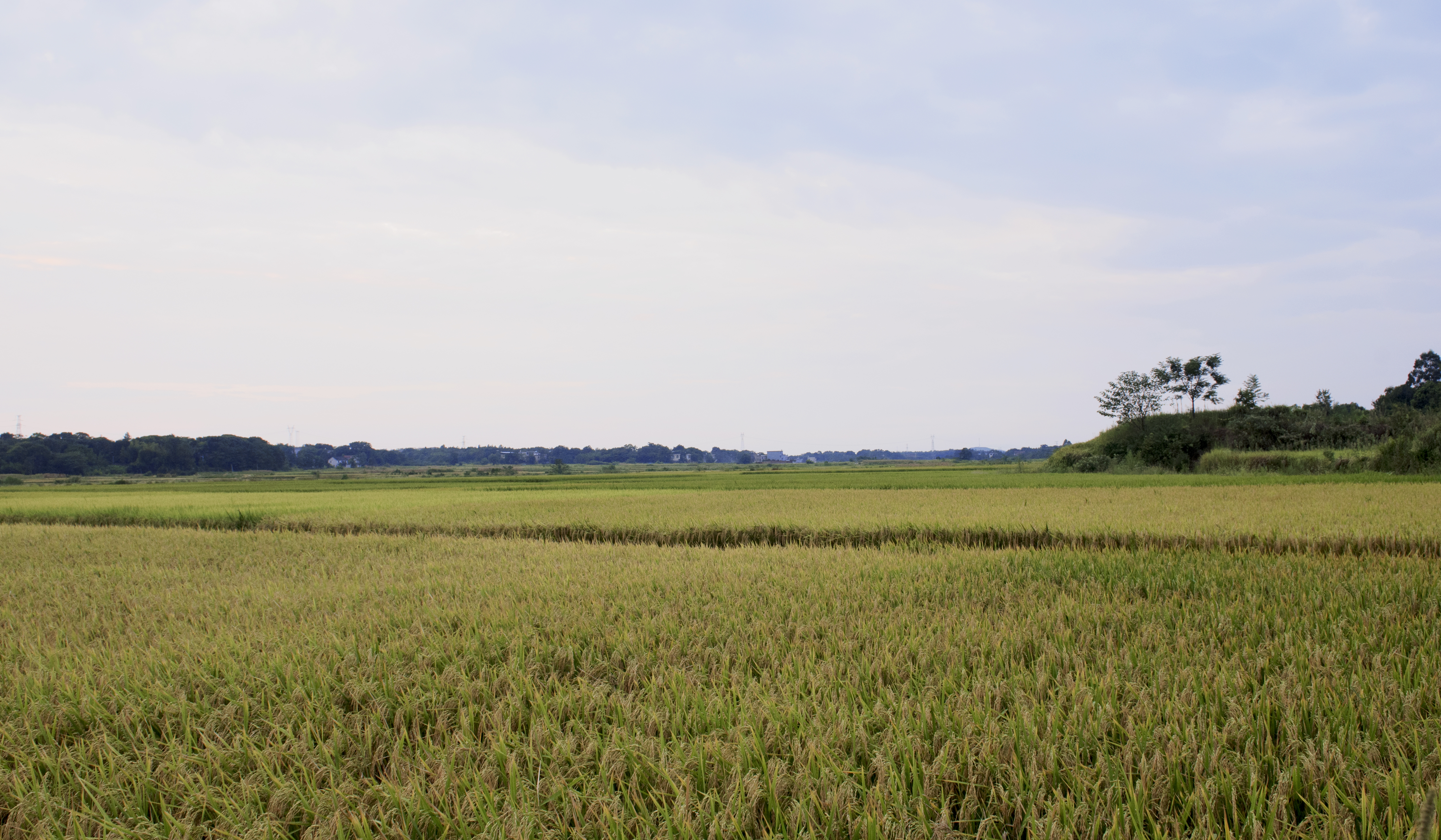 稻浪金波满前陂【vv首发】