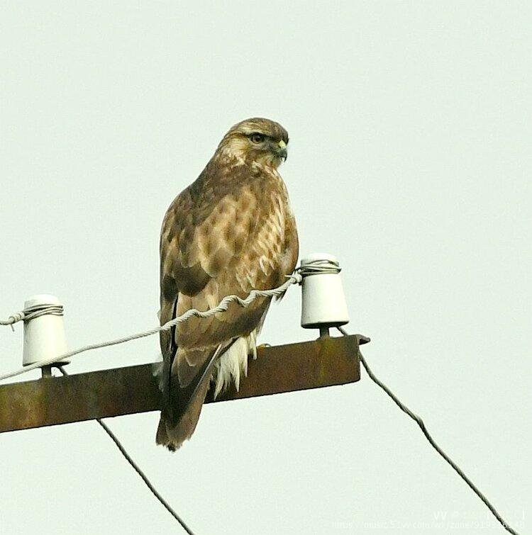 电线杆上的普通鵟首发
