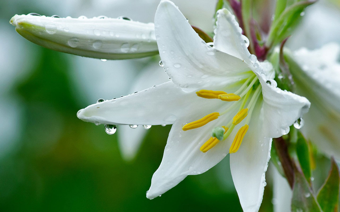 【朗诵】心田上的百合花 朗诵:冬雪 制作:冬雪