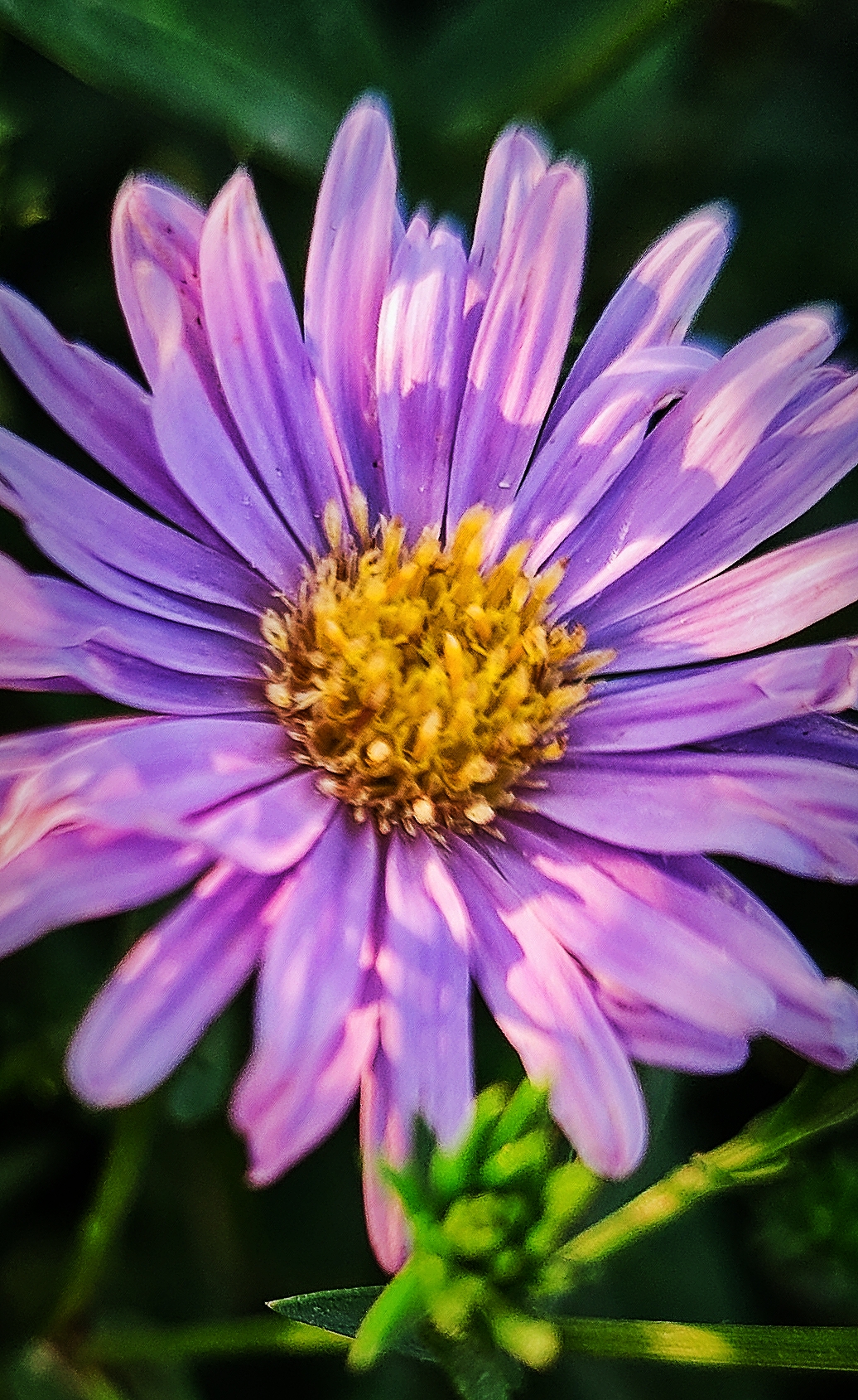 荷兰菊【首发】