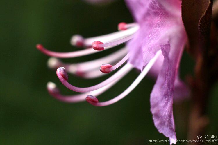 首发微拍杜鹃花蕊