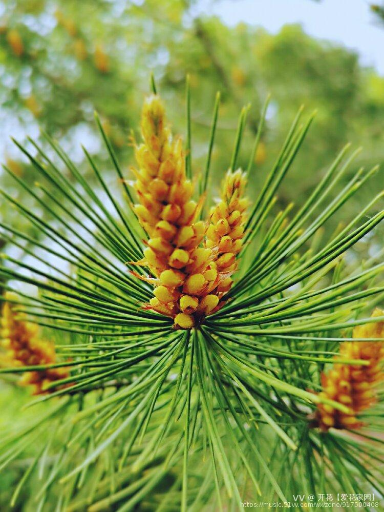 油松花蕾【原创】