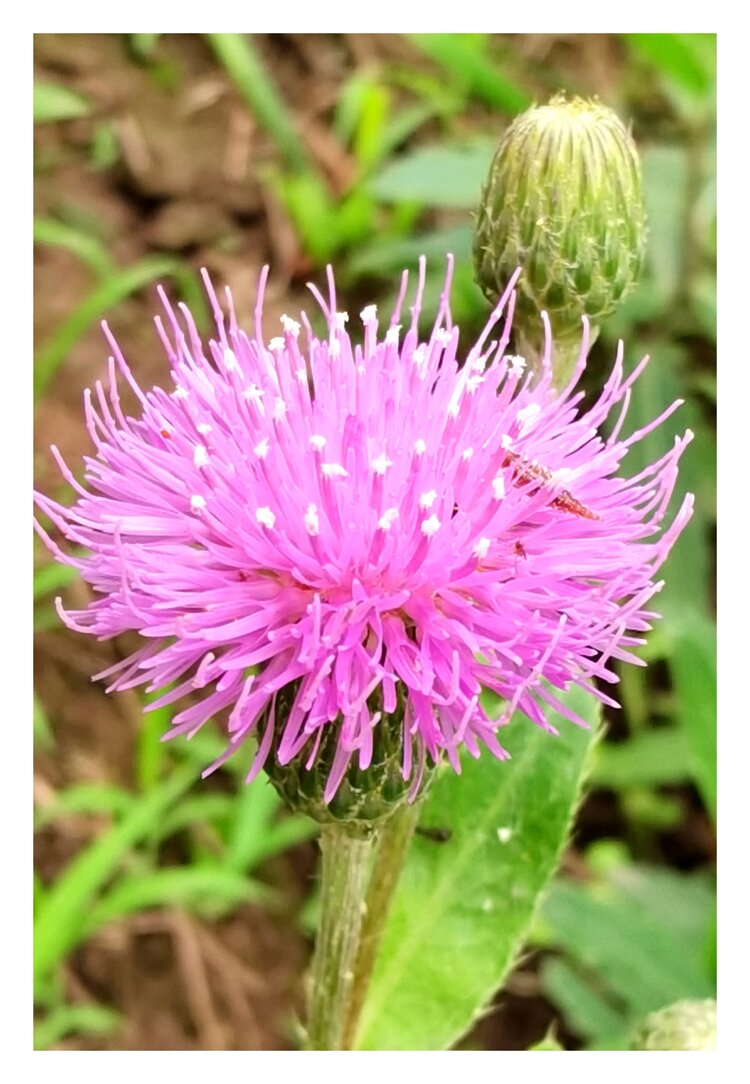 刺儿菜首发