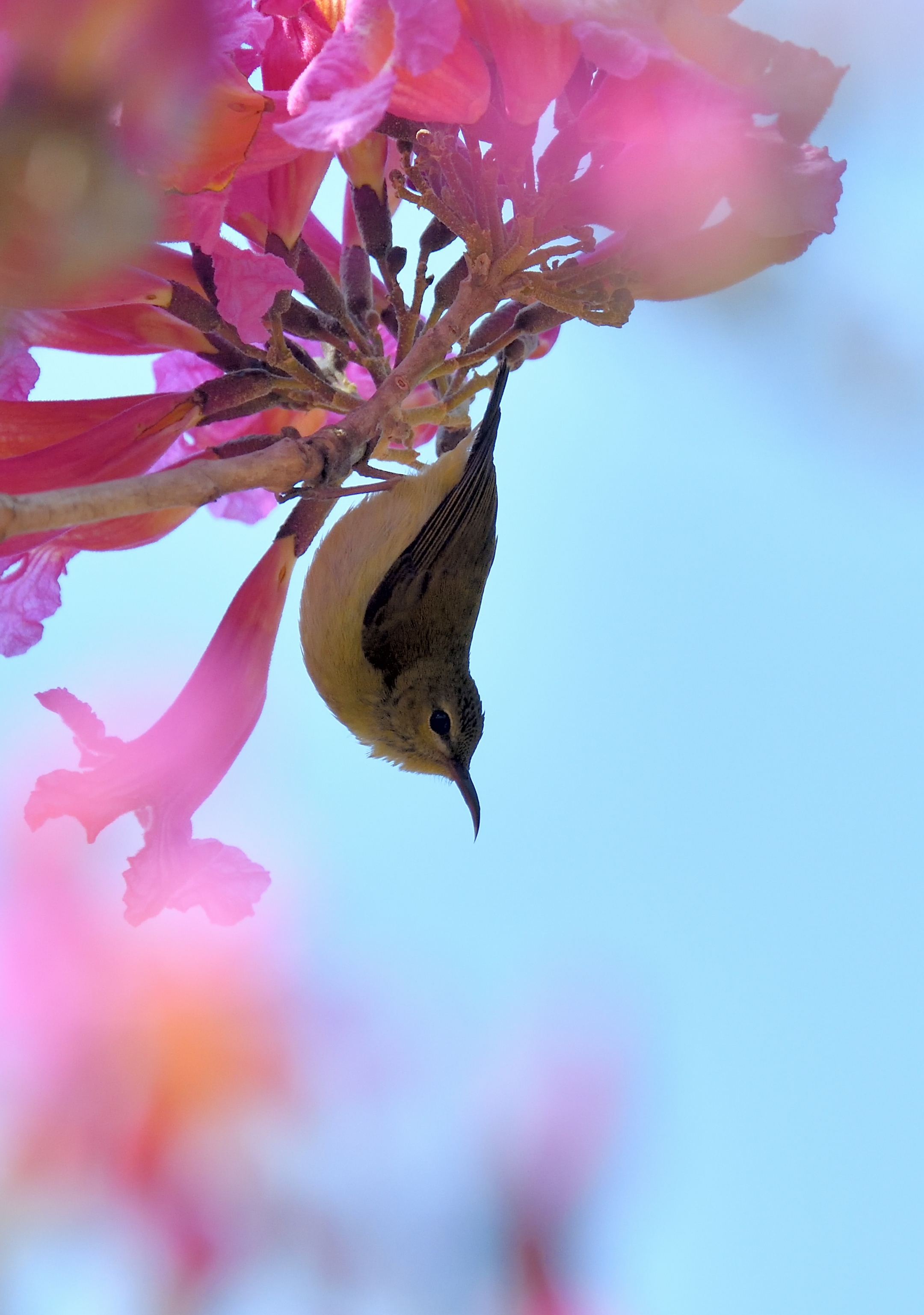 [首发]紫花风铃盛放时②