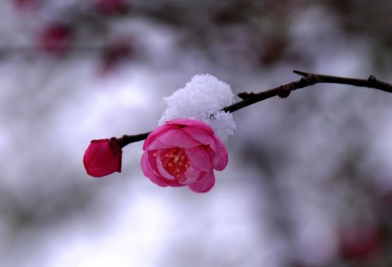 梅雪情深(首发)