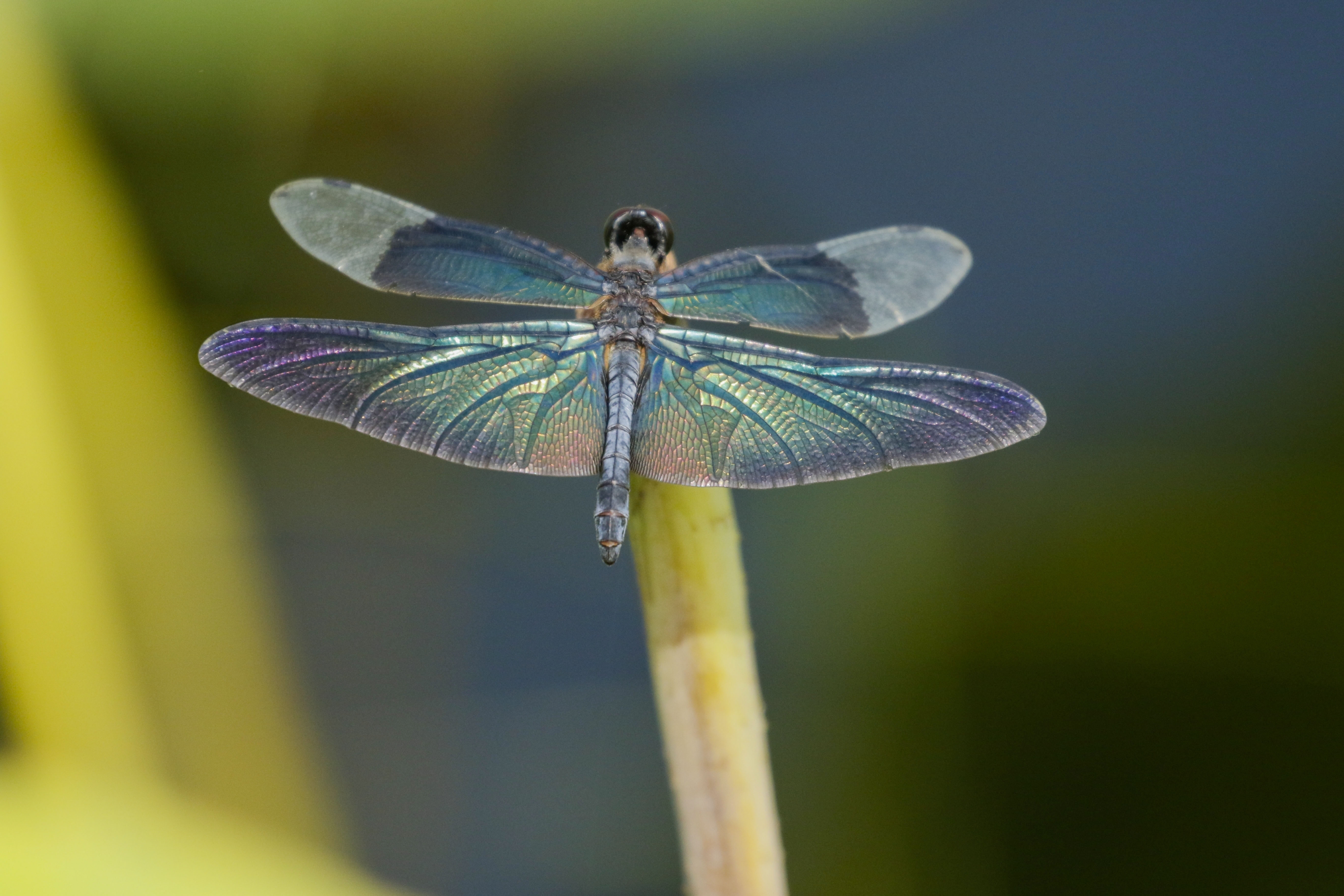 黑丽翅蜻,属蜻科,是一类很原始的昆虫.