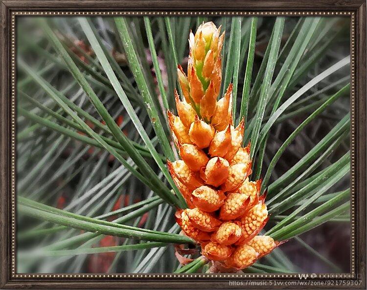 首发三针松的幼芽和花