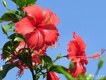 【西窗剪烛】诗群(第335集)合辑【原创首发】