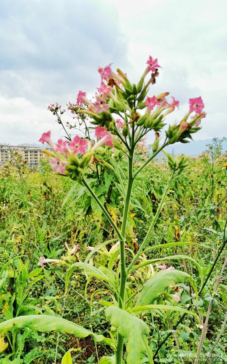 菸草花首發