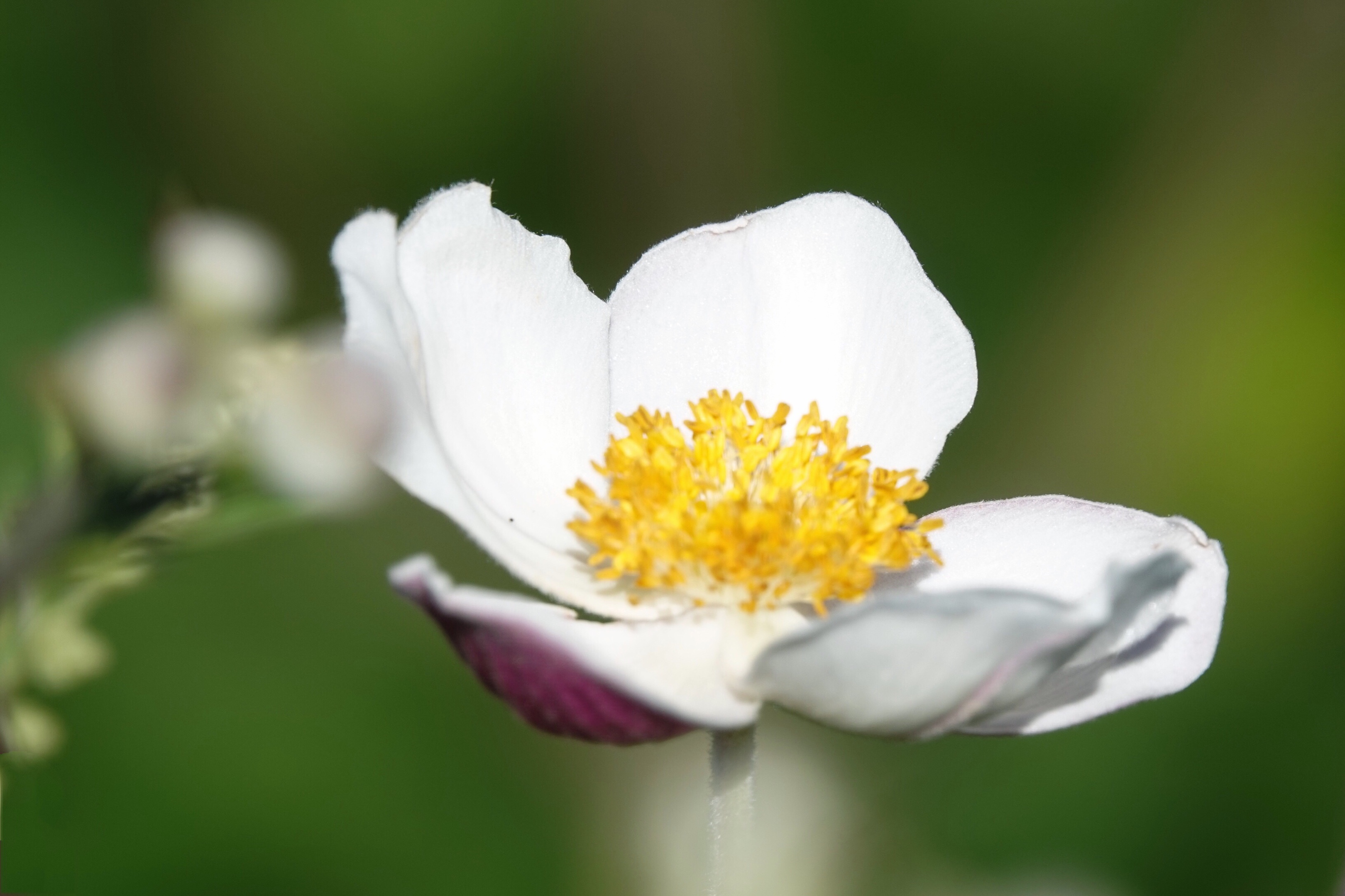 散落山间的野棉花
