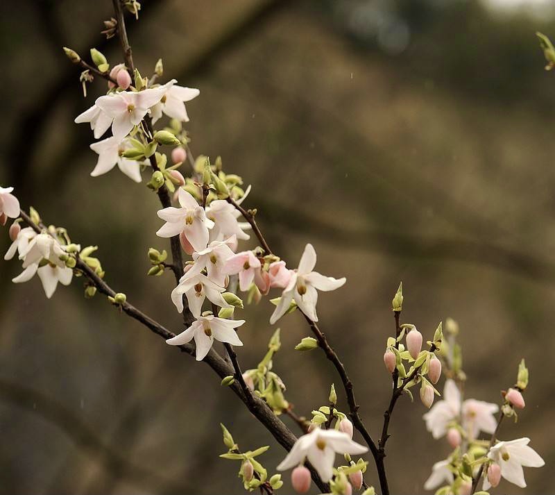 【首发】繁花～陀螺果花