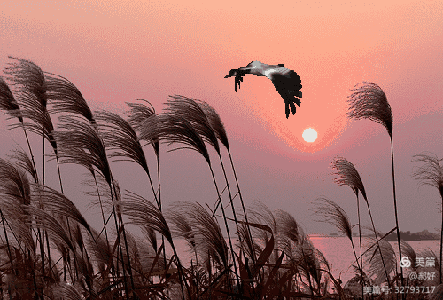 松翠竹青山锦绣, 茶香稻艳杜鹃红.