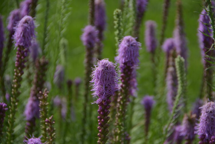 怡静宜人神鞭菊首发