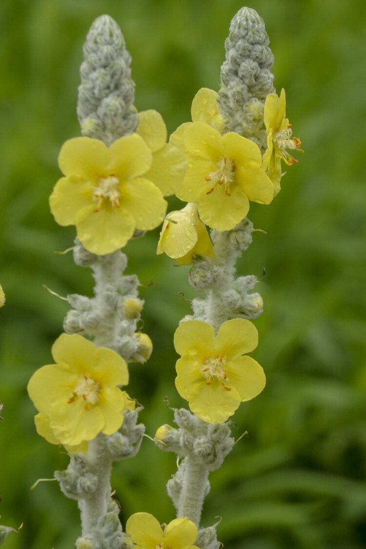 首发银丝毛蕊花