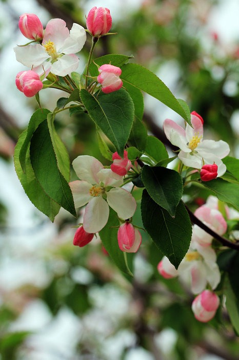 八棱海棠又名怀来海棠,海红.是我国栽培历史悠久的果中珍品.