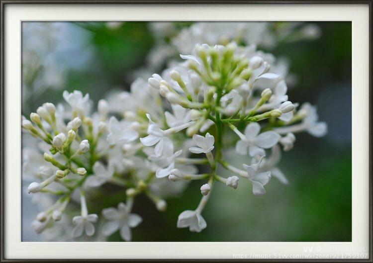 首發白丁香花