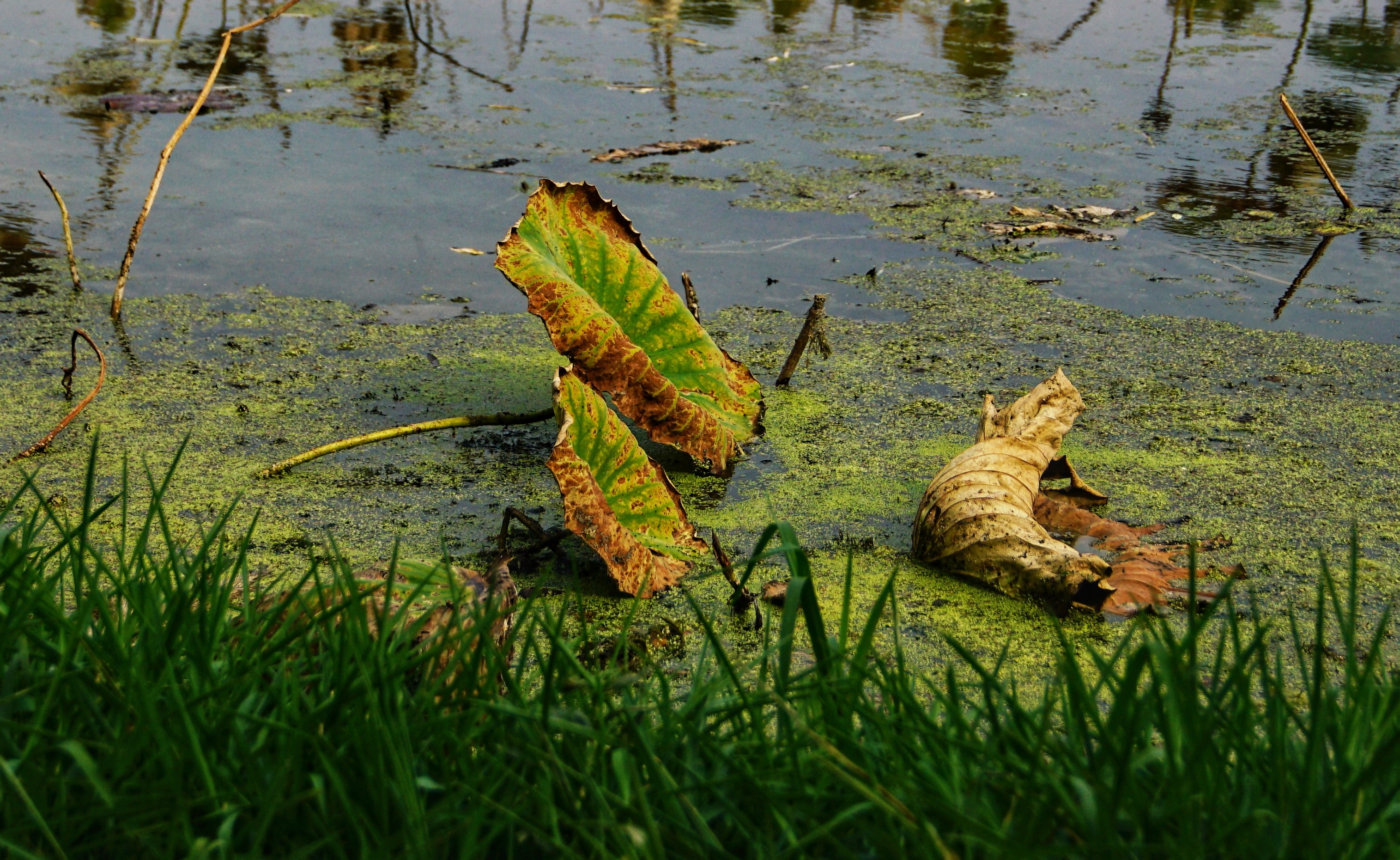 秋塘,浊水中的破败