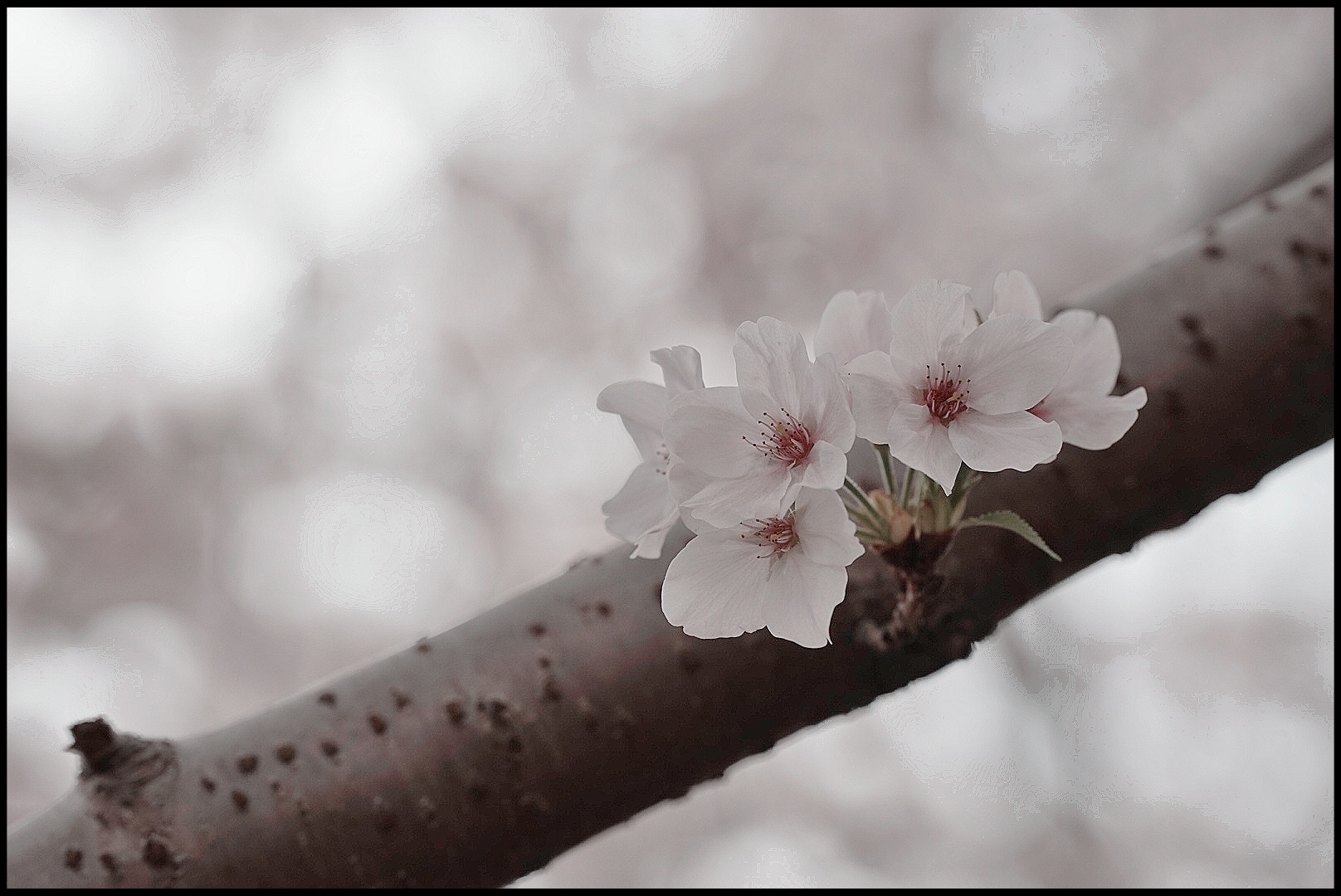 樱花雪