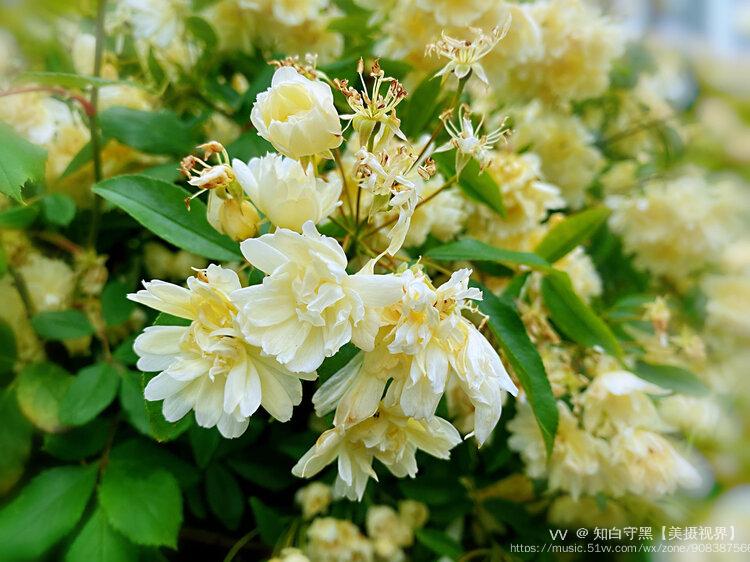 木香一年开一次花,花期在四五月份.