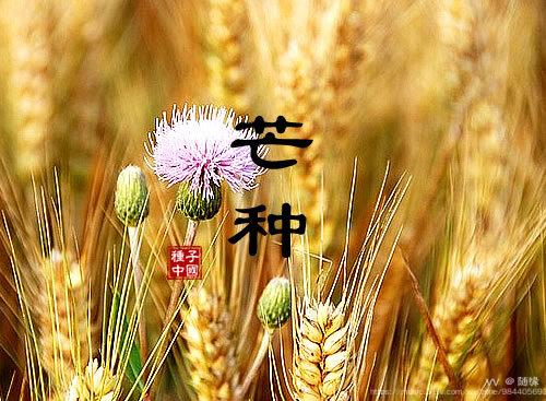 芒種,字面意思是