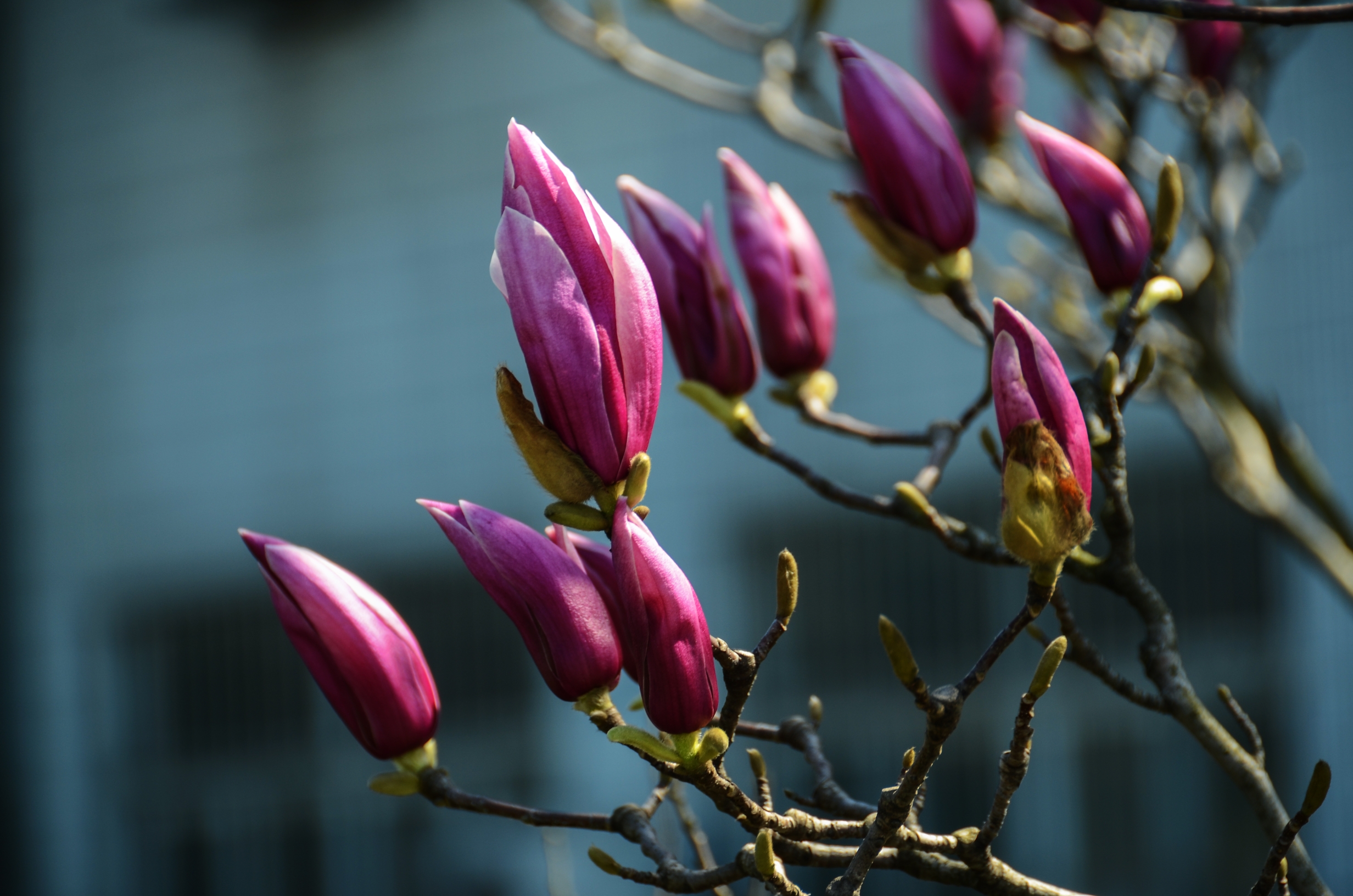 【首发】素雅端庄辛夷花