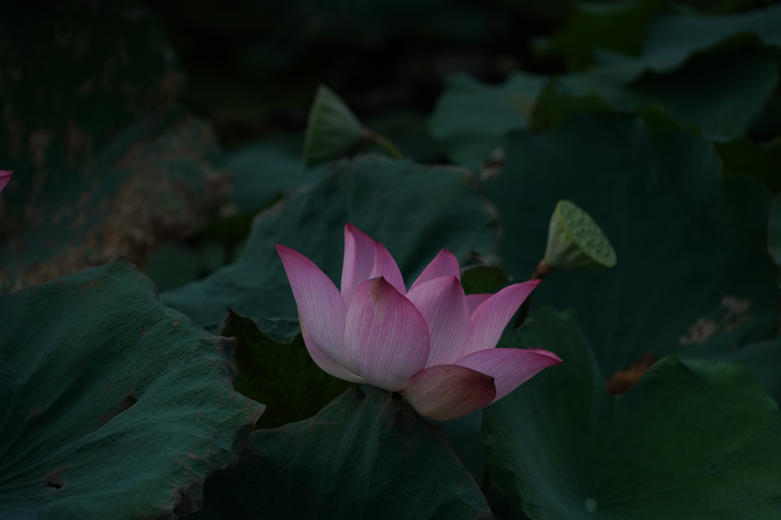 芙蓉照水弄娇斜