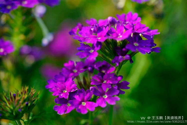 赏花季紫花美女樱